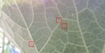 11-bebete5-light.jpg