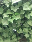 IMG_3295 (2).jpeg