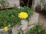 Fleur-5.JPG