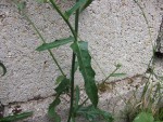 Fleur-7.JPG