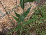 Fleur-8.JPG
