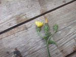 Fleur-9.JPG