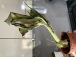 06604E77-40FD-4DAE-B29D-34CA7D3DF068.jpeg