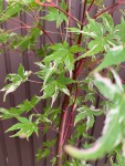 IMG_8277b.JPG