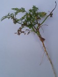 Plante actuellement seche et tges longues et dures