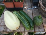 Courgettes-2.JPG