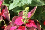IMG_0993.JPG