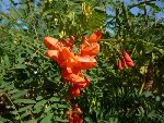20080906_090920[1].jpg