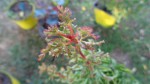 DSC00497.JPG