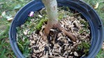 DSC00498.JPG