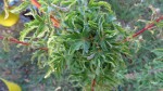 DSC00493.JPG