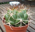 gymnocalycium.jpg