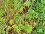 feuilles