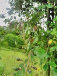 fruits