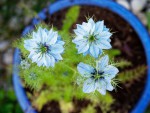 nigelle bleue.jpeg