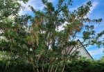 Arbre haricots.jpg