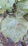 IMG_20200721_124016.jpg
