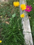 IMG_7928.JPG