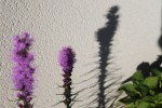 IMG_1600.JPG