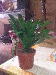 Photo153A.JPG