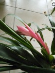 IMG_20200726_071135.jpg