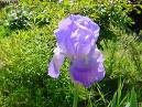 iris.jpg
