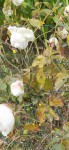 IMG_20200726_114906.jpg