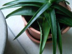 IMG_20200727_164054.jpg