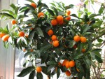 kumquat 2.jpg