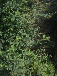 IMG_20200621_174243481.jpg