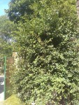 IMG_20200621_174310574.jpg