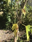 Les feuilles jaunissent
