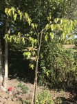 L’arbre en entier