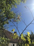 Les branches sans feuilles