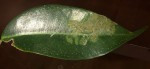 feuille