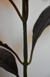 DSC_7164.JPG