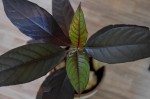 DSC_7165.JPG