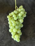 IMG_7992.JPG