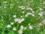 aster flles.jpg