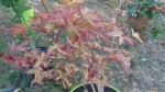 DSC00500.JPG