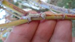 DSC00507.JPG
