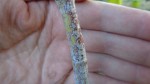 DSC00510.JPG