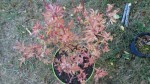 DSC00511.JPG