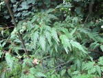 acerp-benihag01_200803a.jpg