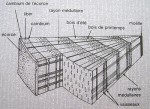 coupe du tronc.jpg