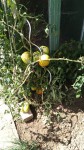 tomates