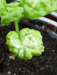 IMG_20200804_182116.jpg