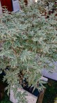 IMG_20200806_144853.jpg