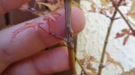 DSC00533.JPG