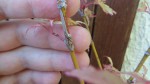DSC00536.JPG